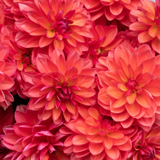 Karma Caroline Coral Pink