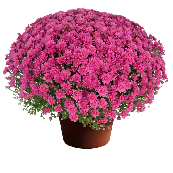 Jacqueline™ Pink