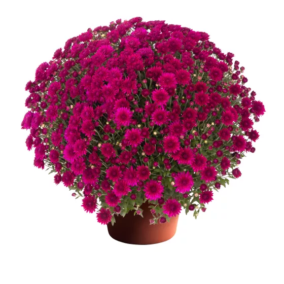 Gabbie™ Purple | Syngenta Flowers
