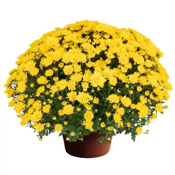 Tanya™ Yellow