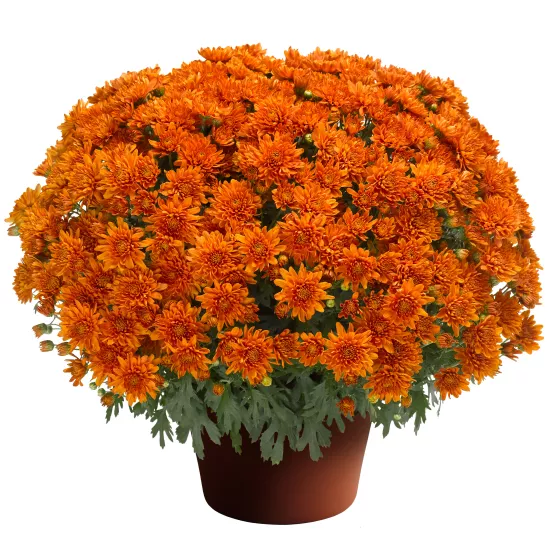 Aubrey™ Orange