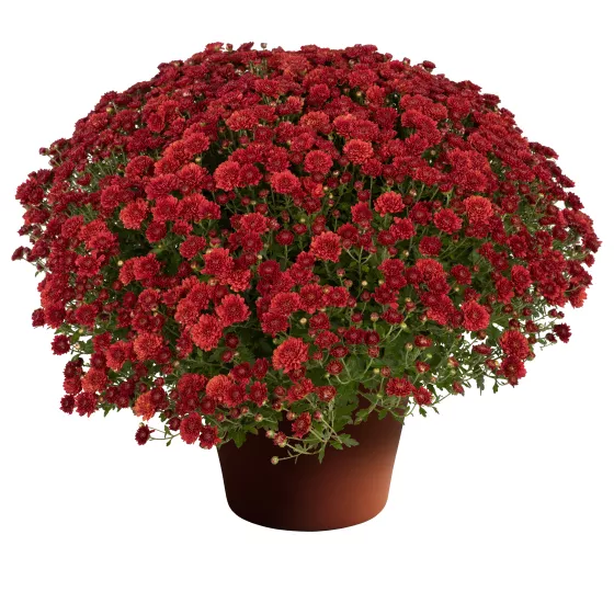 Rhonda™ Red