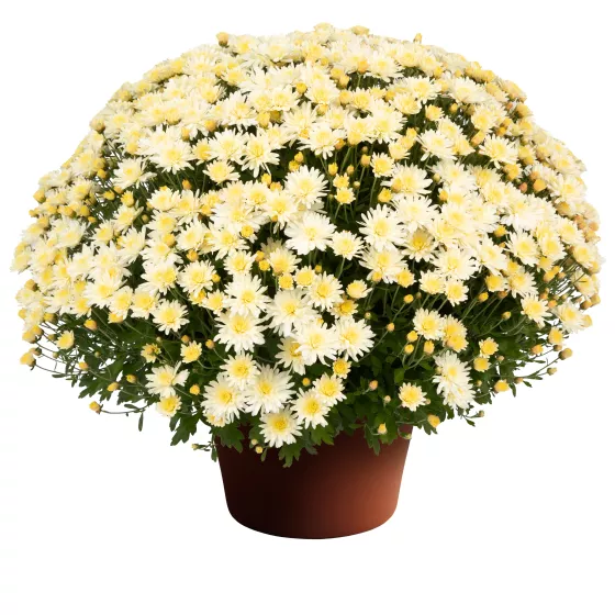 Pamela™ White