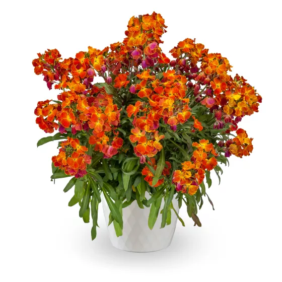 Erysistible™ Fire