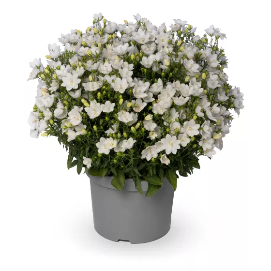 Cariboo™ White