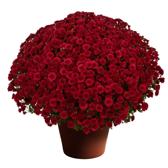 Danielle™ Red
