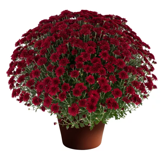 Patty™ Pomegranate