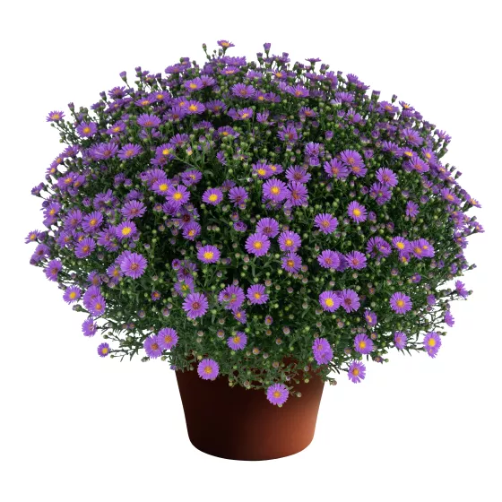 Believer™ Purple
