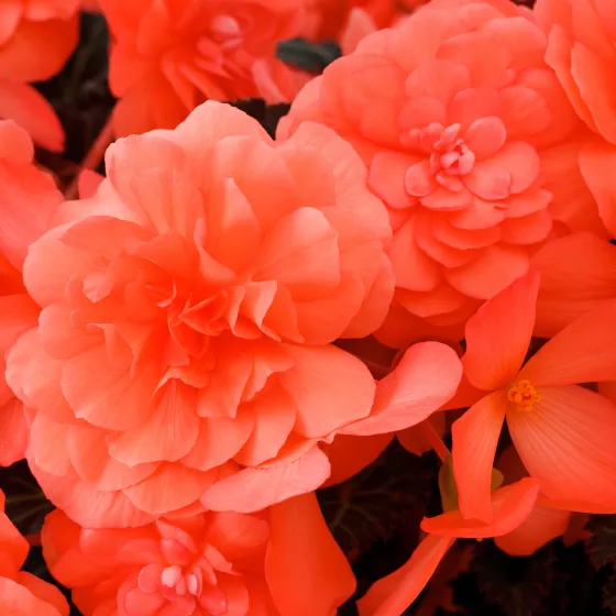 iCandy™ Coral Pink