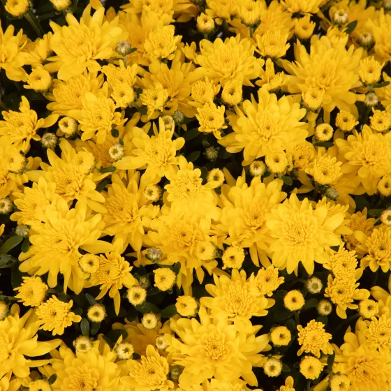 Jennie™ Yellow | Syngenta Flowers
