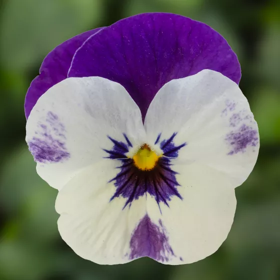 Penny™ Pro Violet & White