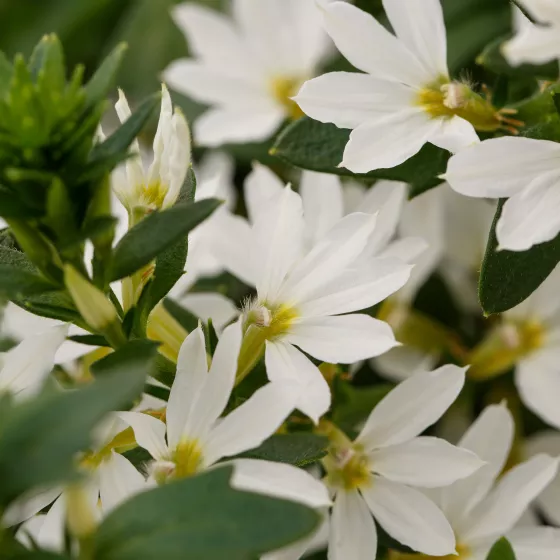 Fanatix™ White