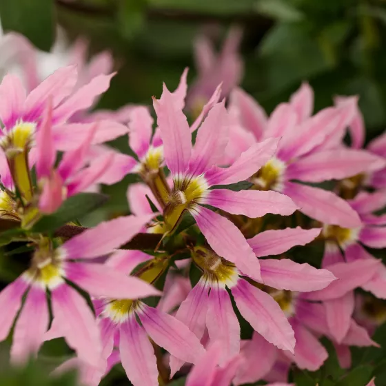 Fanatix™ Pink