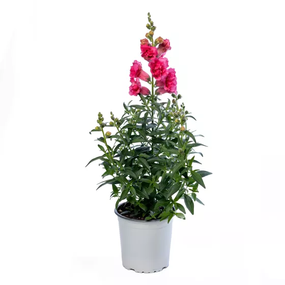 Sweet Duet™ Rose Shades