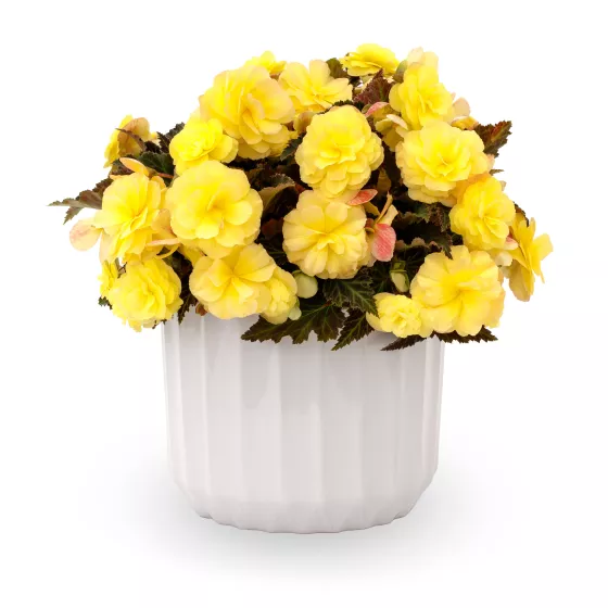 iCandy™ Lemon Yellow