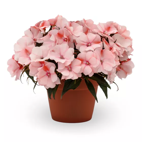 Spectra™ Peach Bicolor