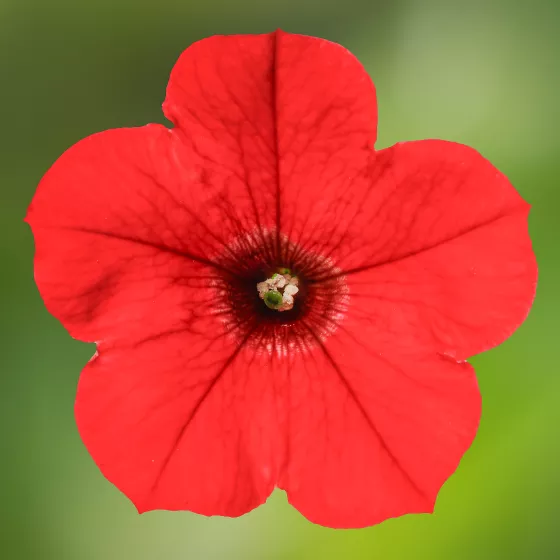 Dekko™ Red Imp.