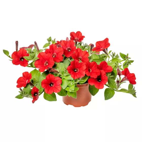 Dekko™ Red Imp.