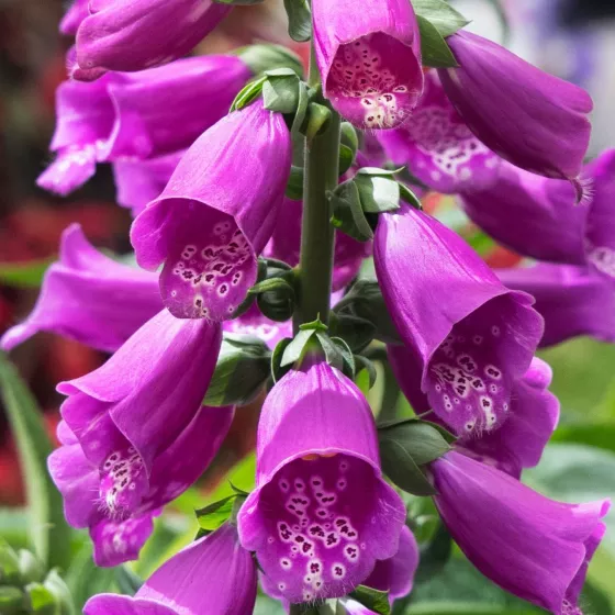 Dottie™ Purple™