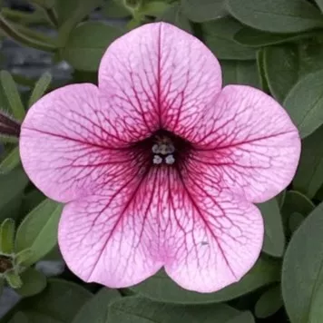 Dekko™ Rose Vein