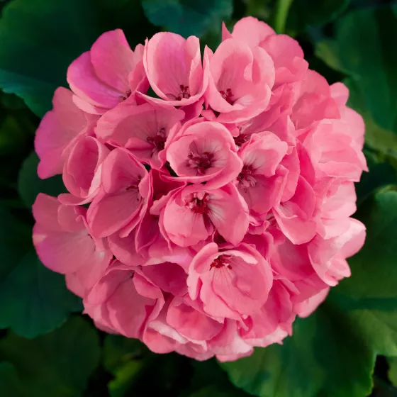 Americana® Pink