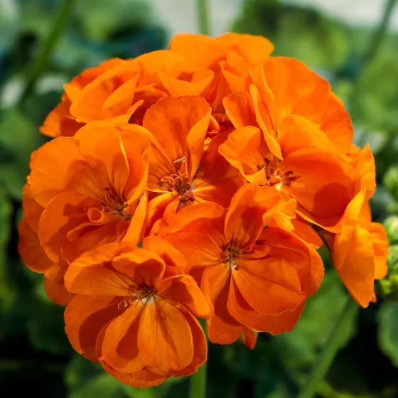 Rocky Mountain™ Orange