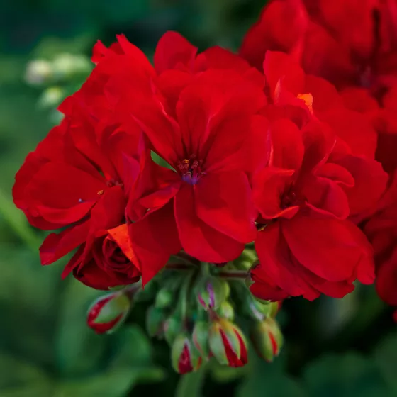 Rocky Mountain™ Dark Red