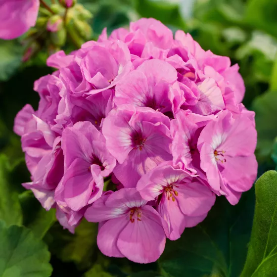 Rocky Mountain™ Lavender