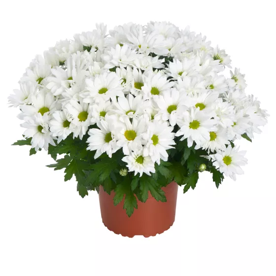 Alpine Time White | Syngenta Flowers