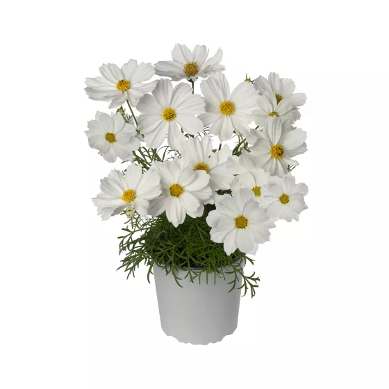 Apollo™ White Imp.