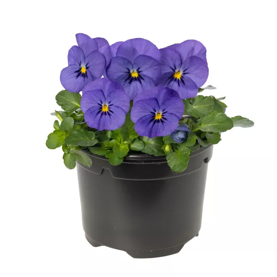 Penny™ Pro Blue