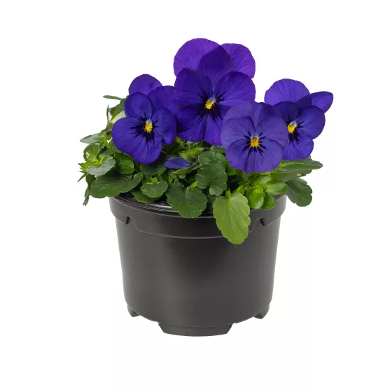 Penny™ Pro Deep Blue