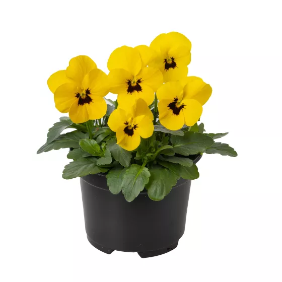 Penny™ Pro Yellow with Blotch Imp.