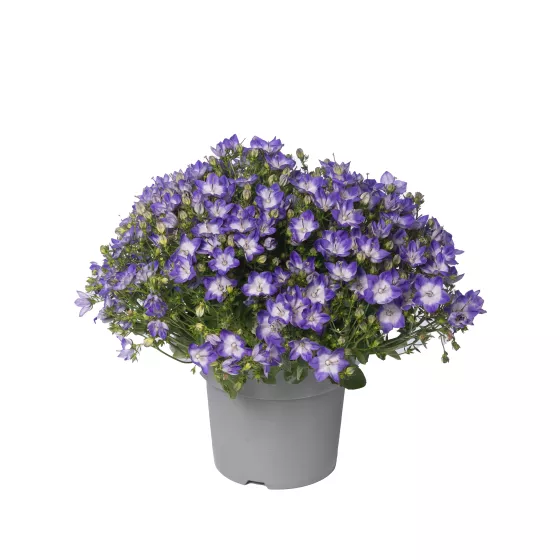 Cariboo™ Dark Blue Bicolor