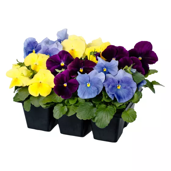 Delta™ Pro Tricolor Mix