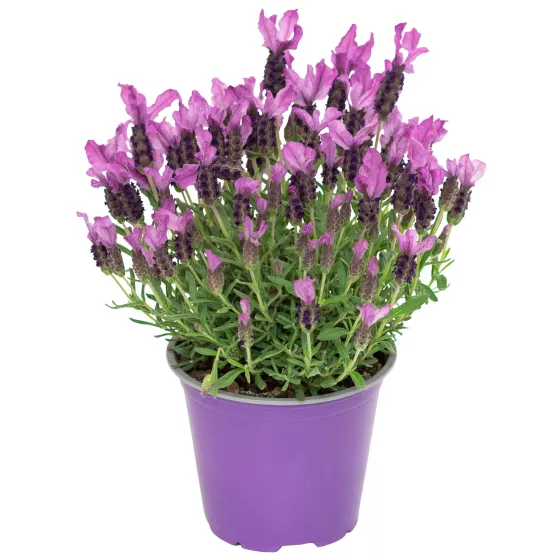 Javelin™ Forte Deep Purple