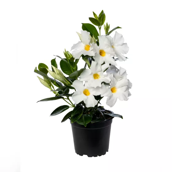 Madinia® White