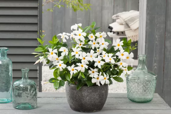 Madinia® White