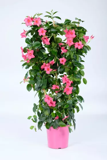 Madinia® Coral Pink