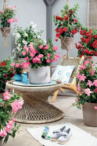 Madinia® Coral Pink