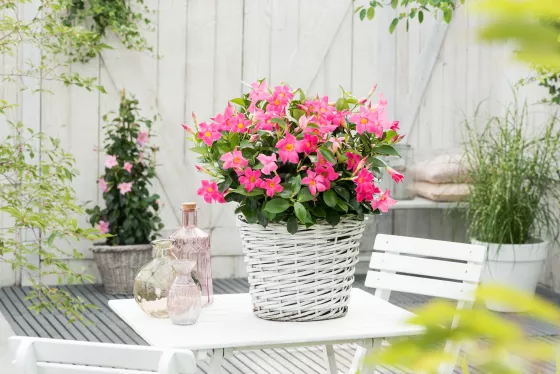 Madinia® Pink