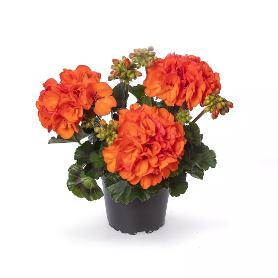 Mojo™ Orange