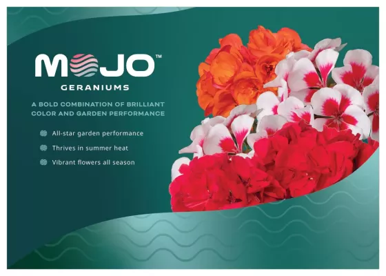 Mojo™ White Splash