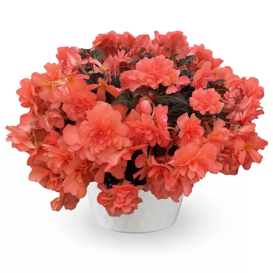 iCandy™ Coral Pink