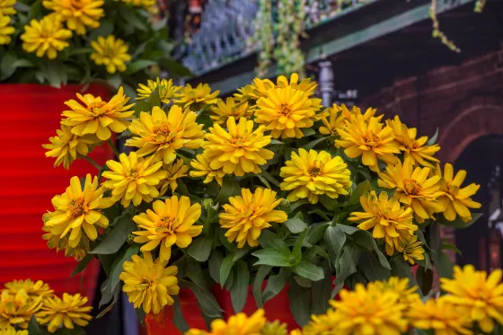 Zydeco™ Deep Yellow
