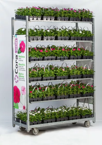 Cora® XDR Cranberry