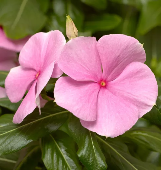 Cora® XDR Light Pink