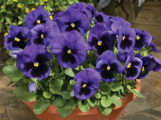 Delta™ Pro Deep Blue with Blotch