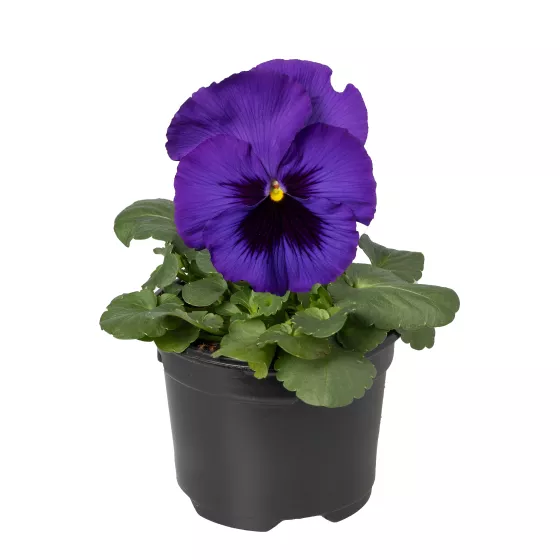Delta™ Pro Deep Blue with Blotch