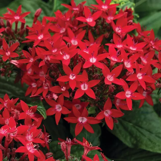 HoneyCluster™ Red
